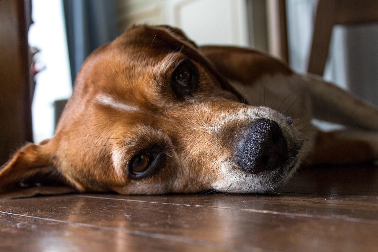 dog, pet, animal, lying, bored, floor, brown